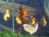 chicken flock '11.jpg